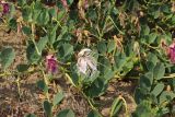 Capparis herbacea