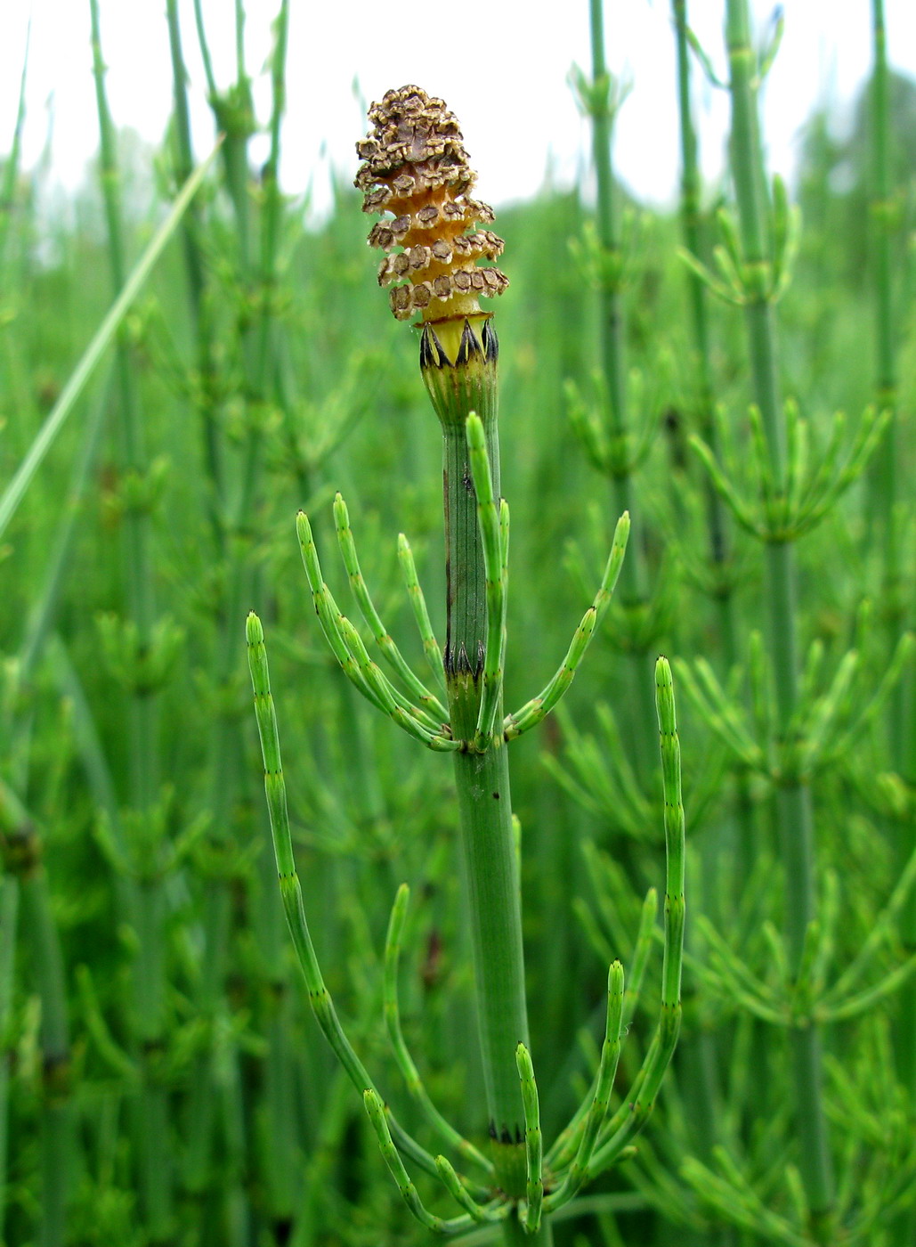 Image of Equisetum fluviatile specimen.