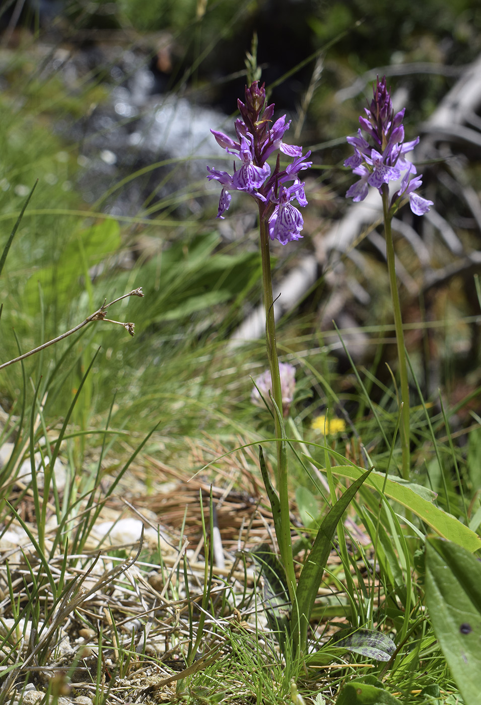 Изображение особи род Dactylorhiza.