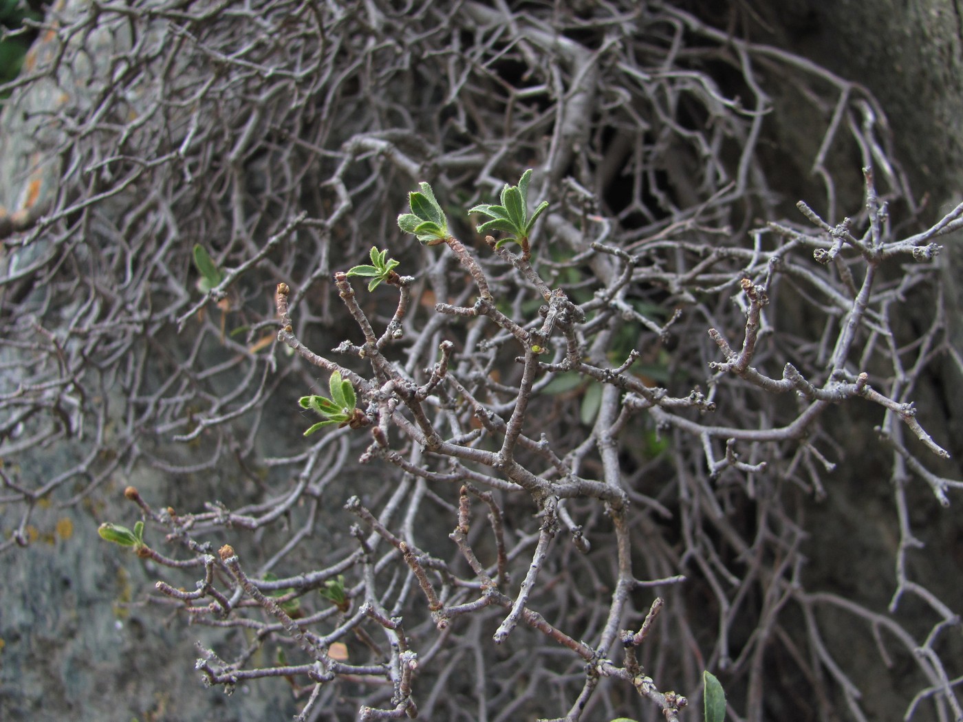 Image of Daphne baksanica specimen.