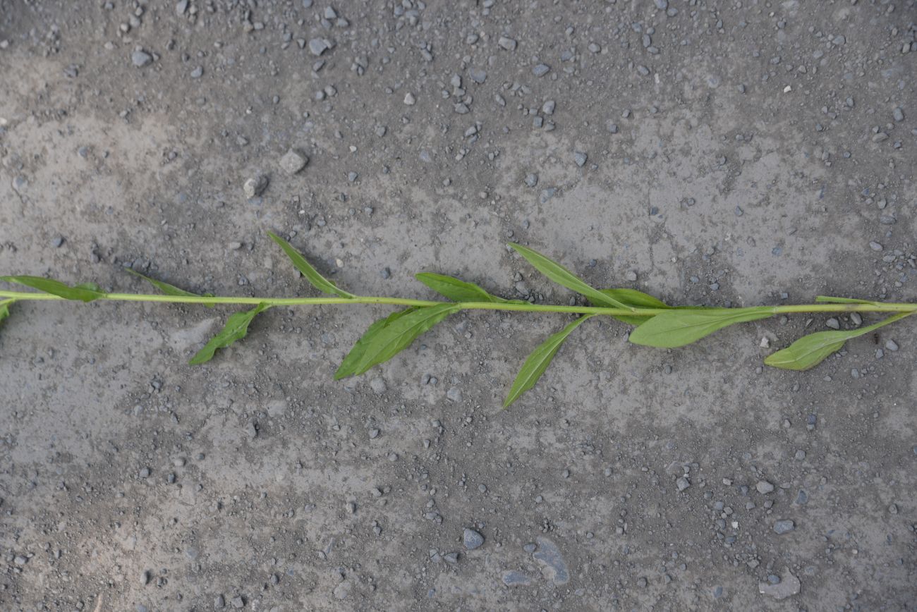 Image of Erigeron annuus specimen.