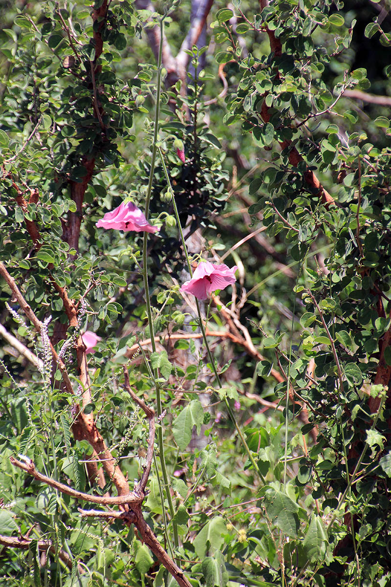 Image of familia Malvaceae specimen.