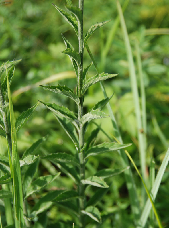 Image of Adenophora lamarckii specimen.