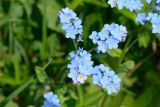 Myosotis alpestris