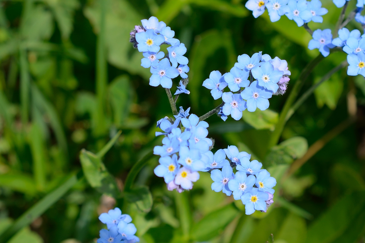 Изображение особи Myosotis alpestris.