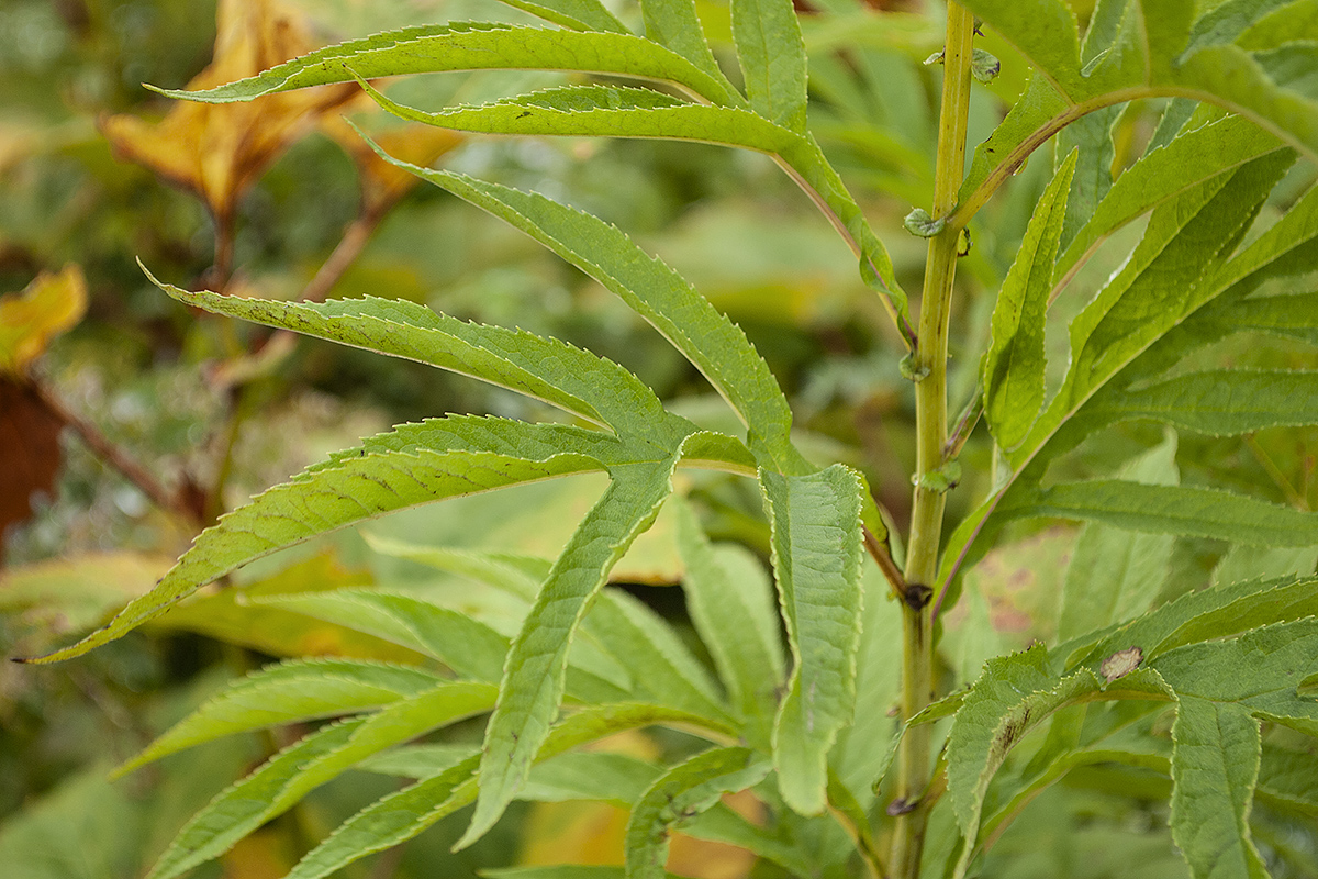 Image of Senecio cannabifolius specimen.