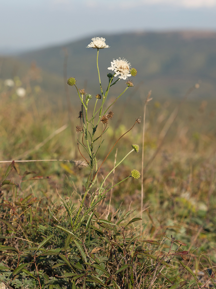 Image of Scabiosa bipinnata specimen.