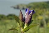 Gentiana scabra. Верхушка побега с соцветием. Приморский край, Шкотовский р-н, окр. пос. Подъяпольск, вершина сопки. 18.09.2022.