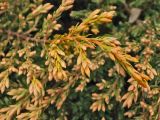 Juniperus horizontalis