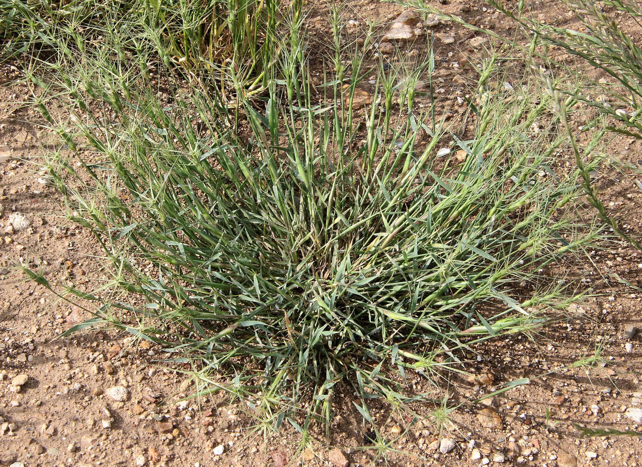 Image of Aegilops biuncialis specimen.