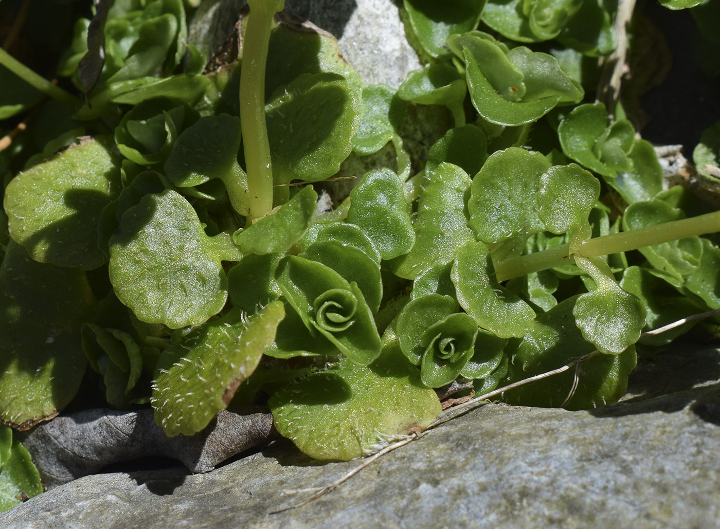 Image of Chrysosplenium oppositifolium specimen.