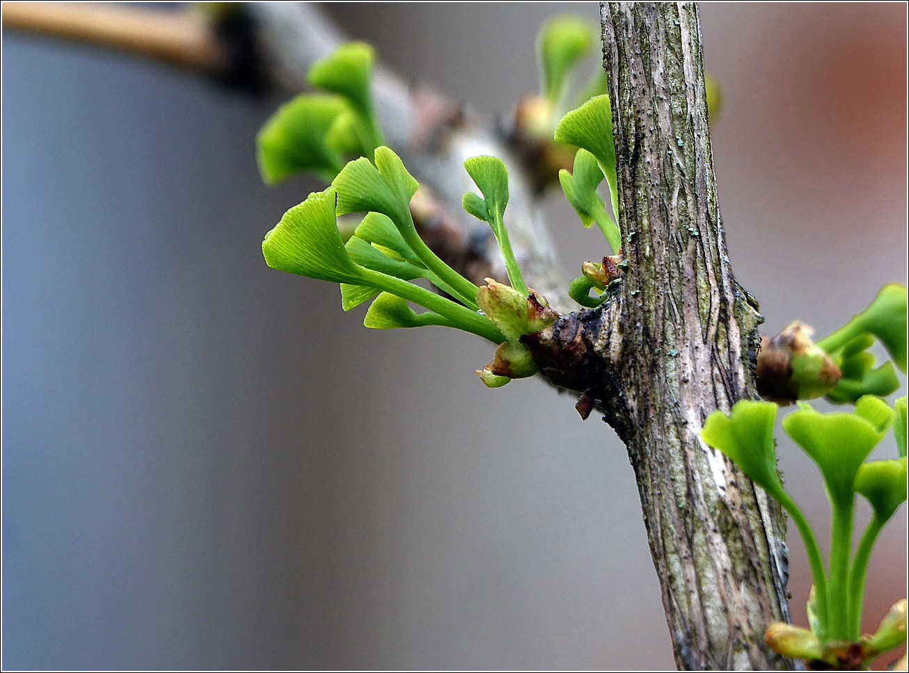 Изображение особи Ginkgo biloba.