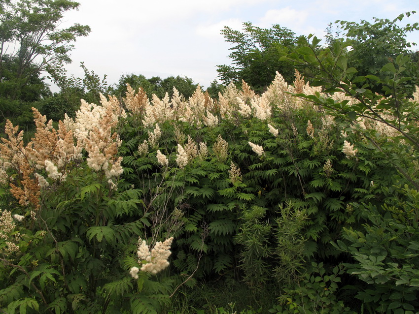 Изображение особи Sorbaria sorbifolia.