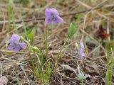 Смотреть изображение Viola brachysepala