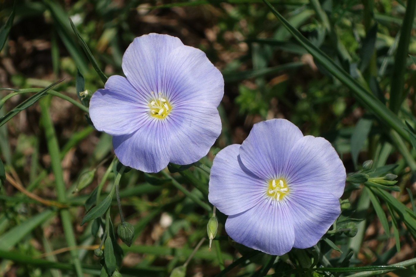 Изображение особи Linum austriacum.