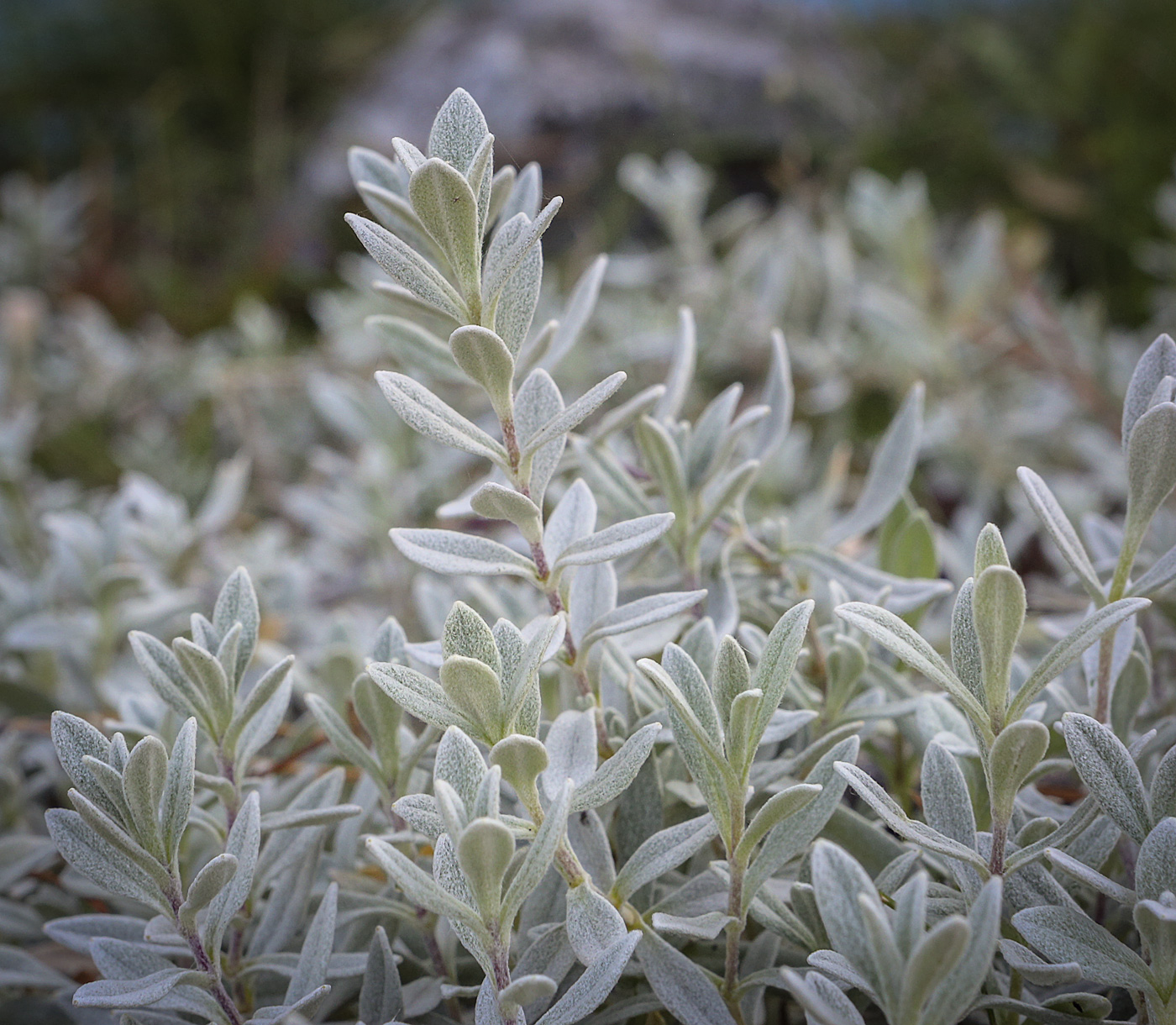 Изображение особи Cerastium tomentosum.