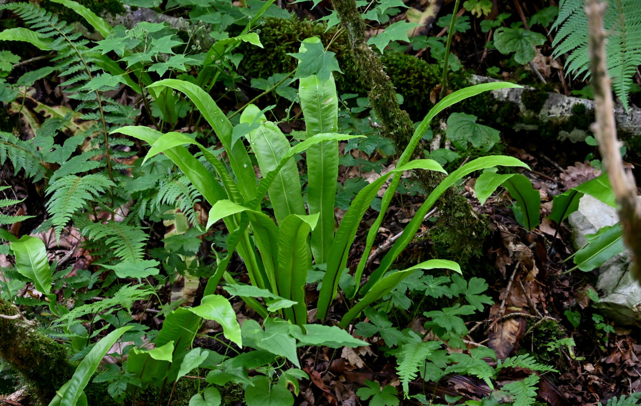 Изображение особи Phyllitis scolopendrium.