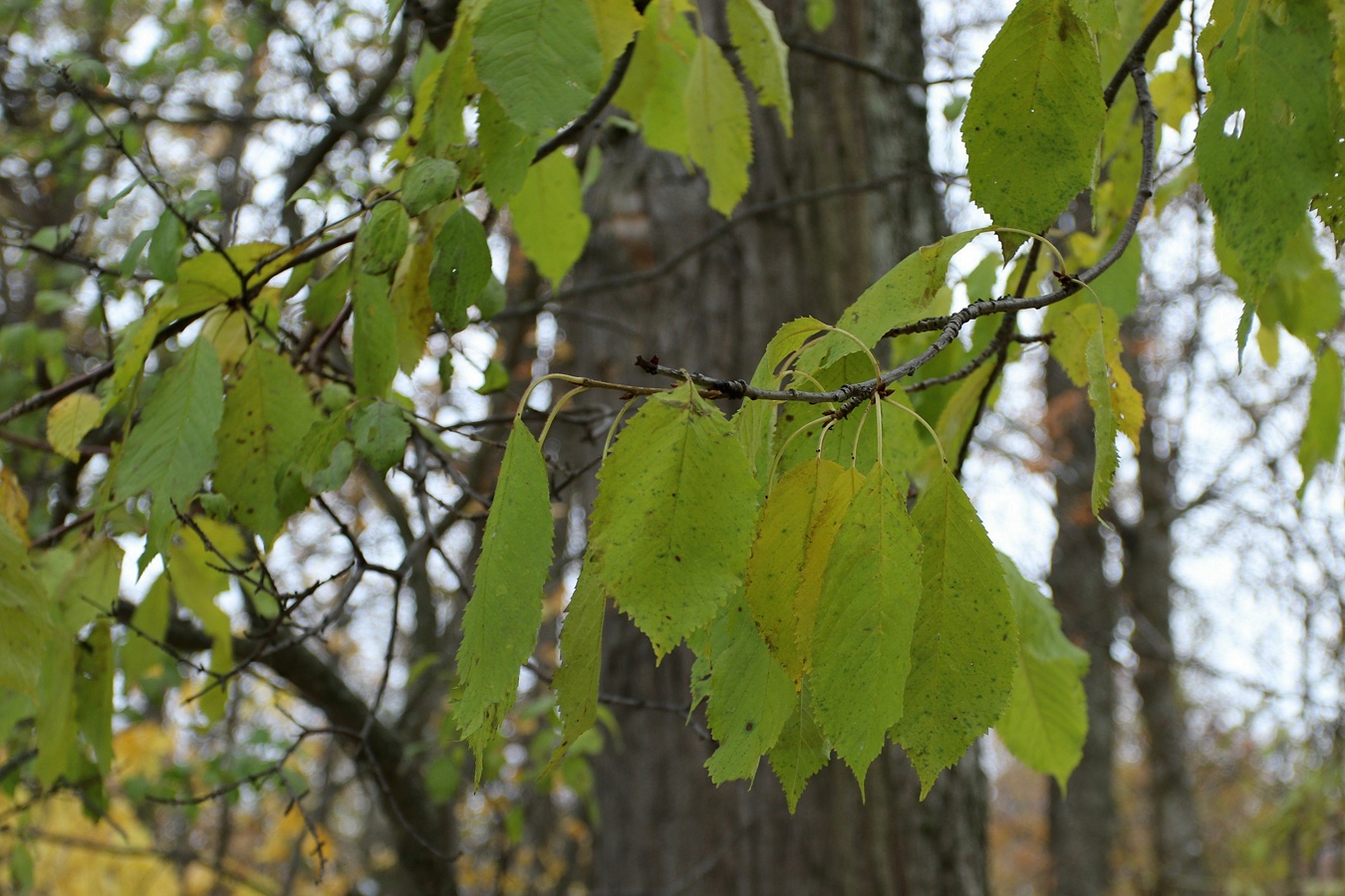 Image of Cerasus avium specimen.