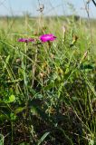 genus Dianthus. Растение с цветками, бутонами и завязывающимся плодом. Пермский край, Кунгурский р-н, Комсомольское сельское поселение, окр. дер. Комарово, разнотравно-злаковый луг на склоне Шлюпинского Камня. 13 августа 2023 г.