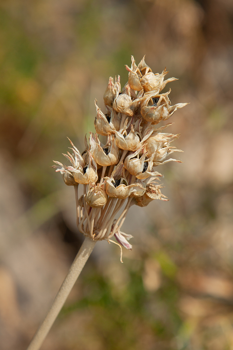 Image of genus Allium specimen.