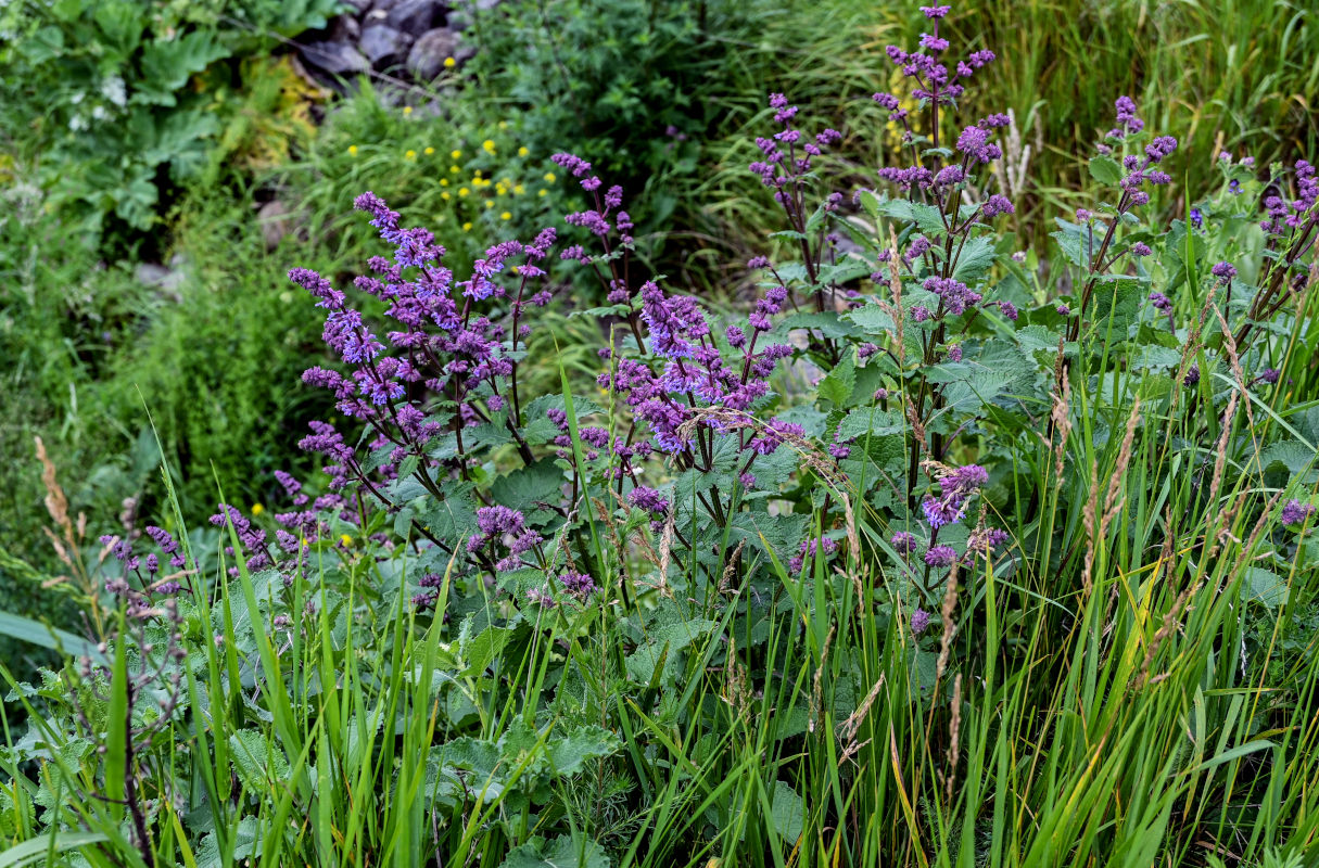 Image of Salvia verticillata specimen.