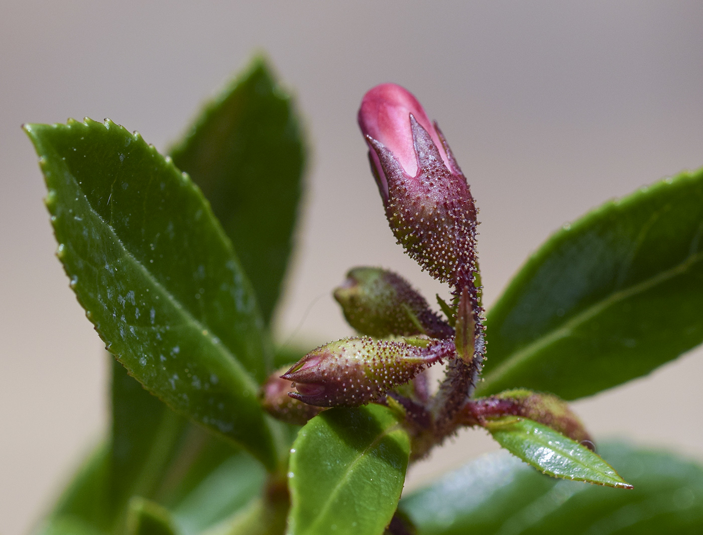 Изображение особи Escallonia rubra.