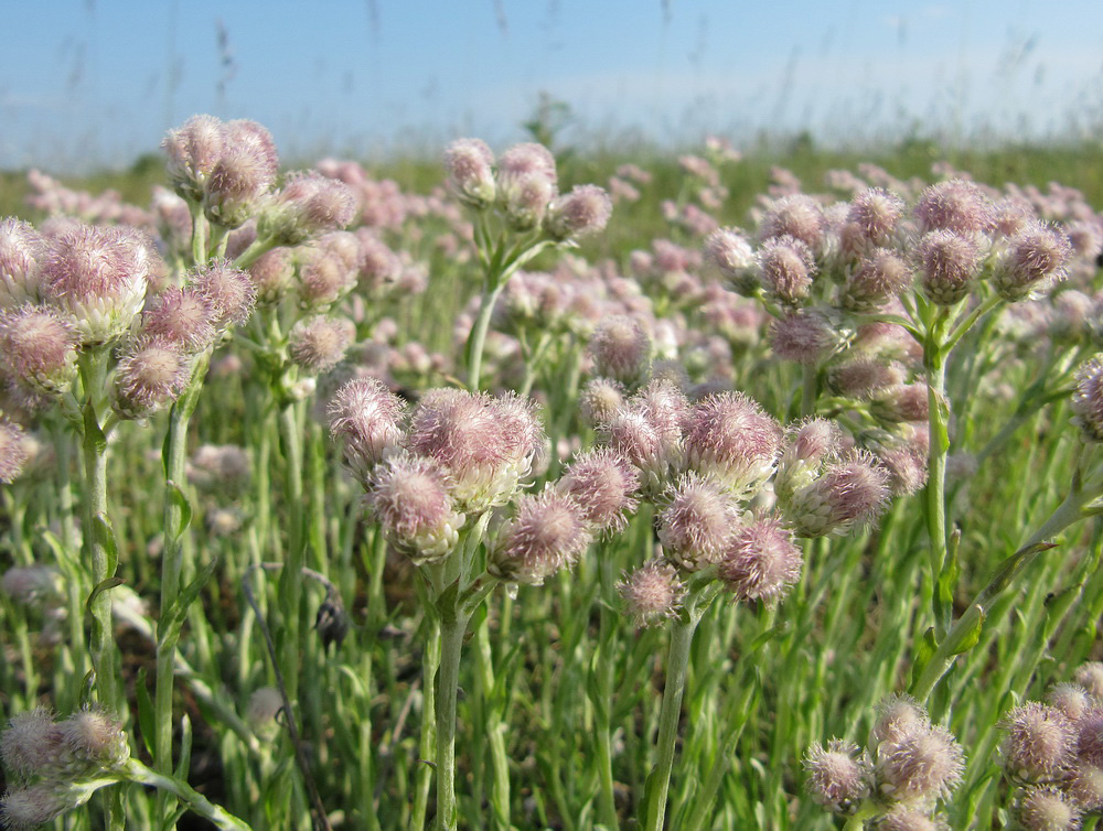 Image of Antennaria dioica specimen.