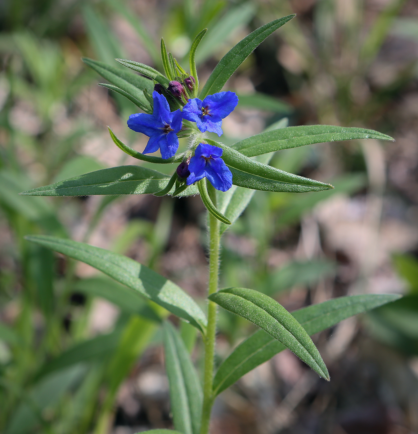 Изображение особи Aegonychon purpureocaeruleum.