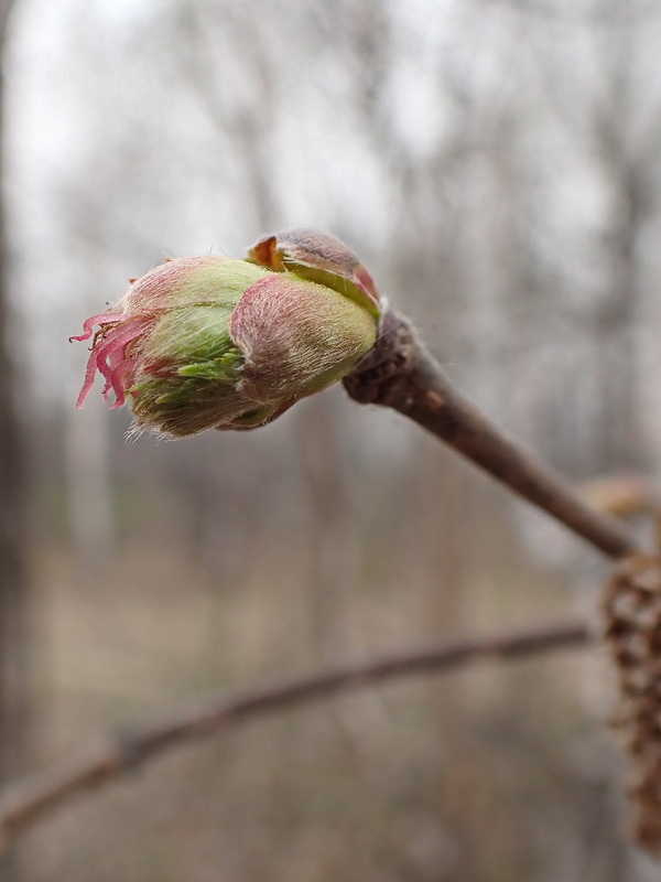 Image of Corylus mandshurica specimen.