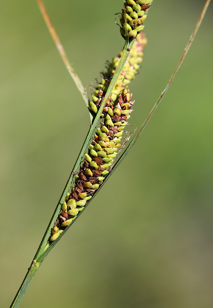 Изображение особи Carex nigra.