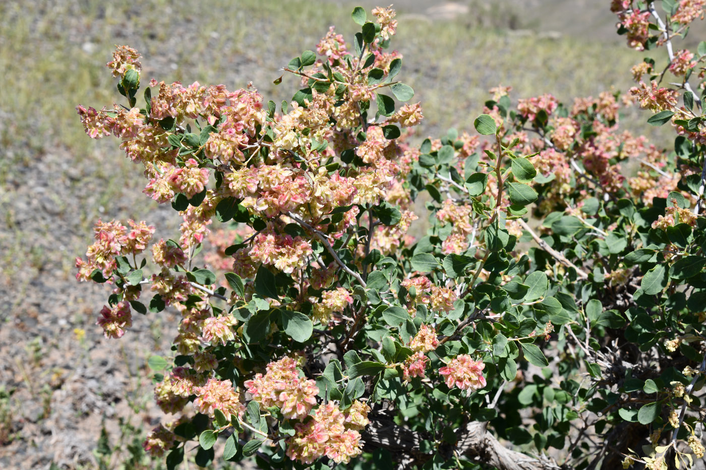 Изображение особи Atraphaxis pyrifolia.