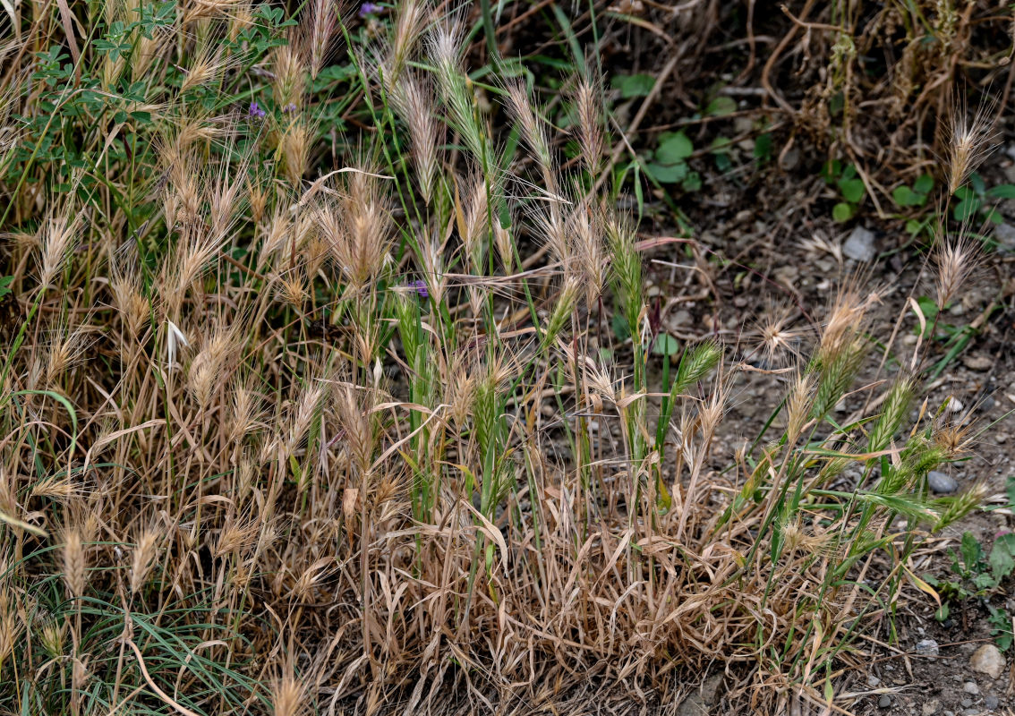 Image of Hordeum murinum specimen.