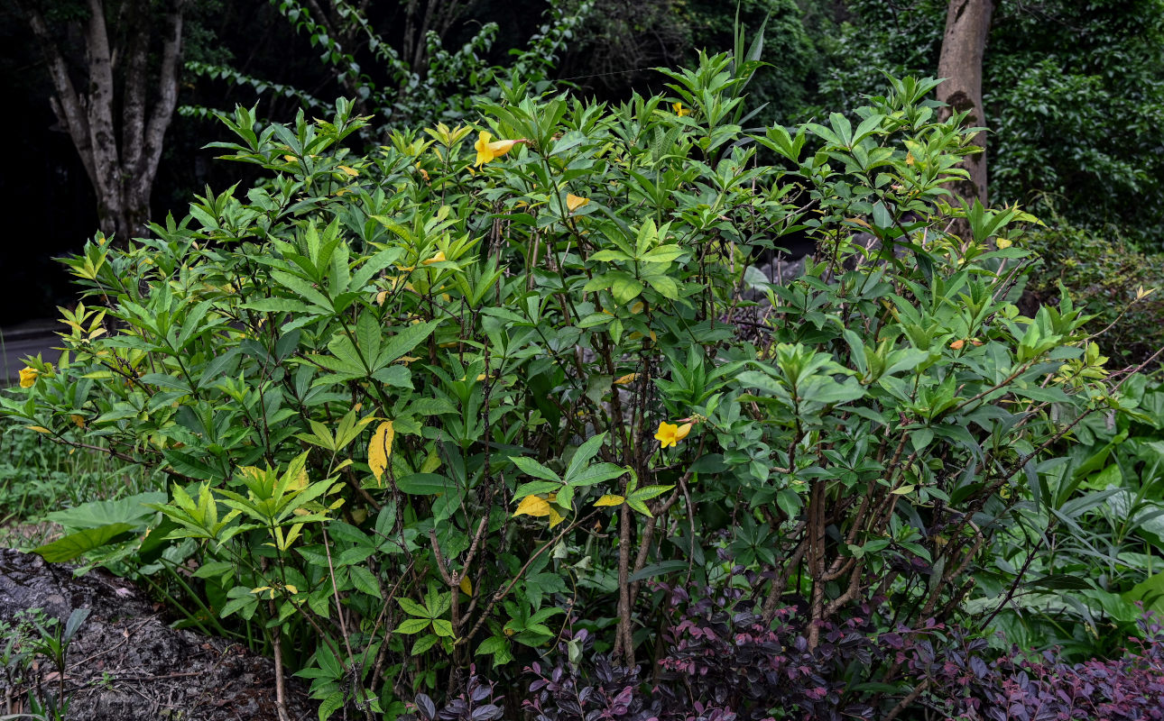 Изображение особи Allamanda schottii.