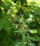 Arabis pendula