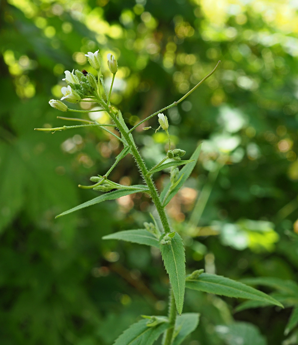 Image of Arabis pendula specimen.