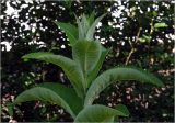 Inula helenium