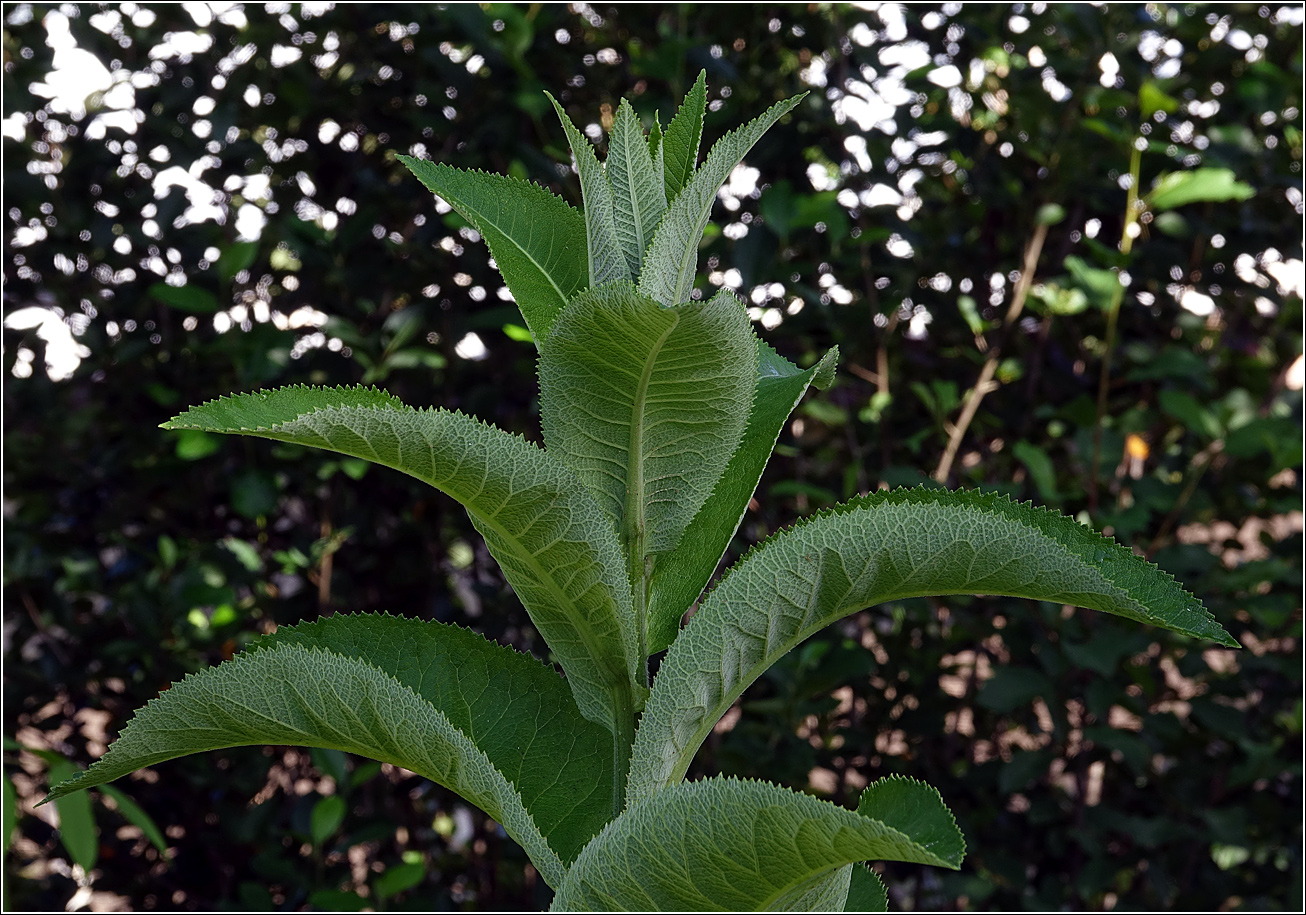 Изображение особи Inula helenium.