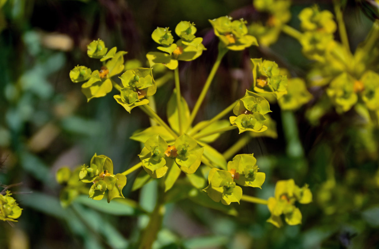 Изображение особи Euphorbia orientalis.