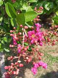 Lagerstroemia indica. Соцветие с цветками и бутонами. Краснодарский край, Туапсинский муниципальный округ, с. Ольгинка. 05.08.2024.