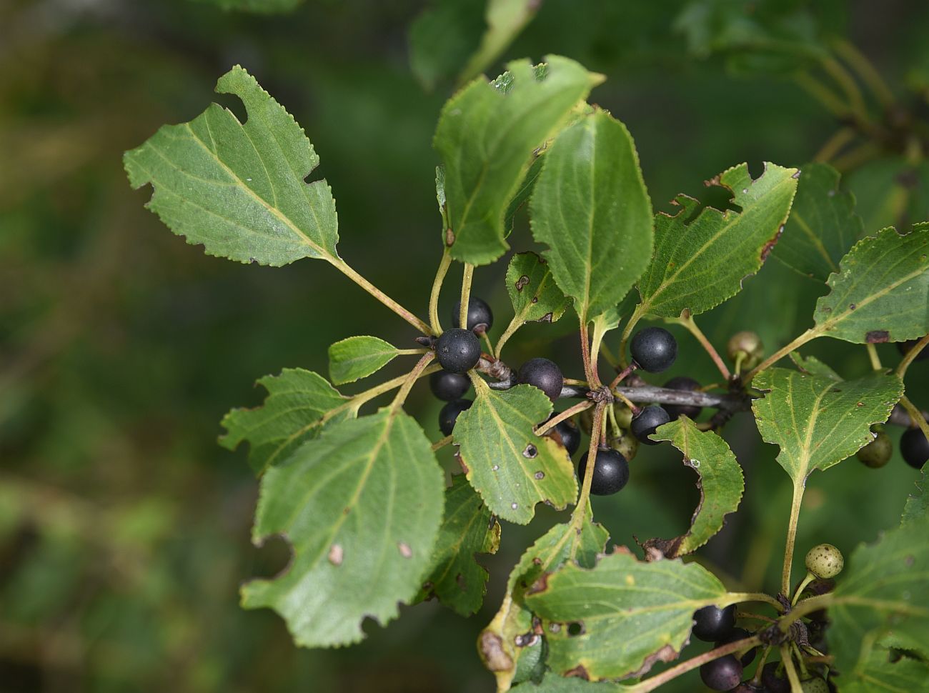 Image of Rhamnus cathartica specimen.