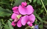 Lathyrus latifolius