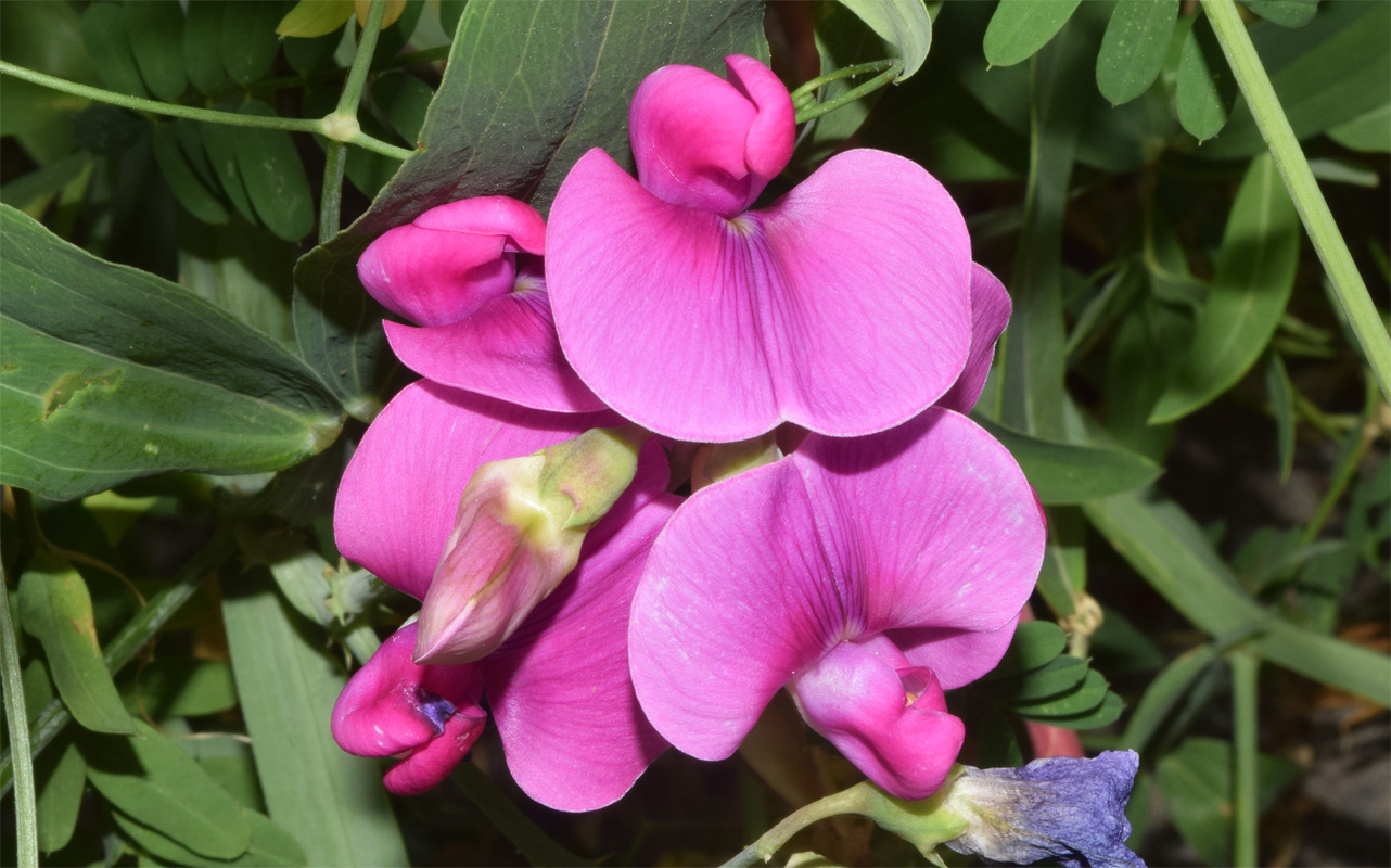 Изображение особи Lathyrus latifolius.