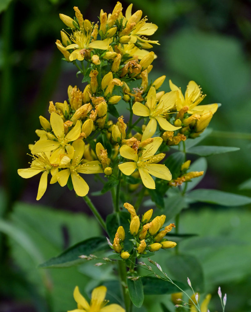 Image of Hypericum hirsutum specimen.