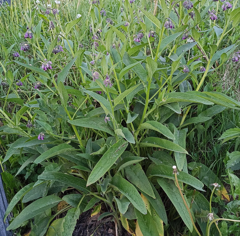 Image of Symphytum officinale specimen.