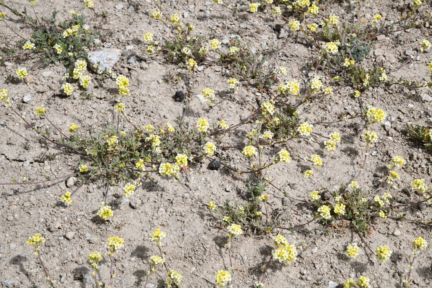 Изображение особи Sophiopsis sisymbrioides.