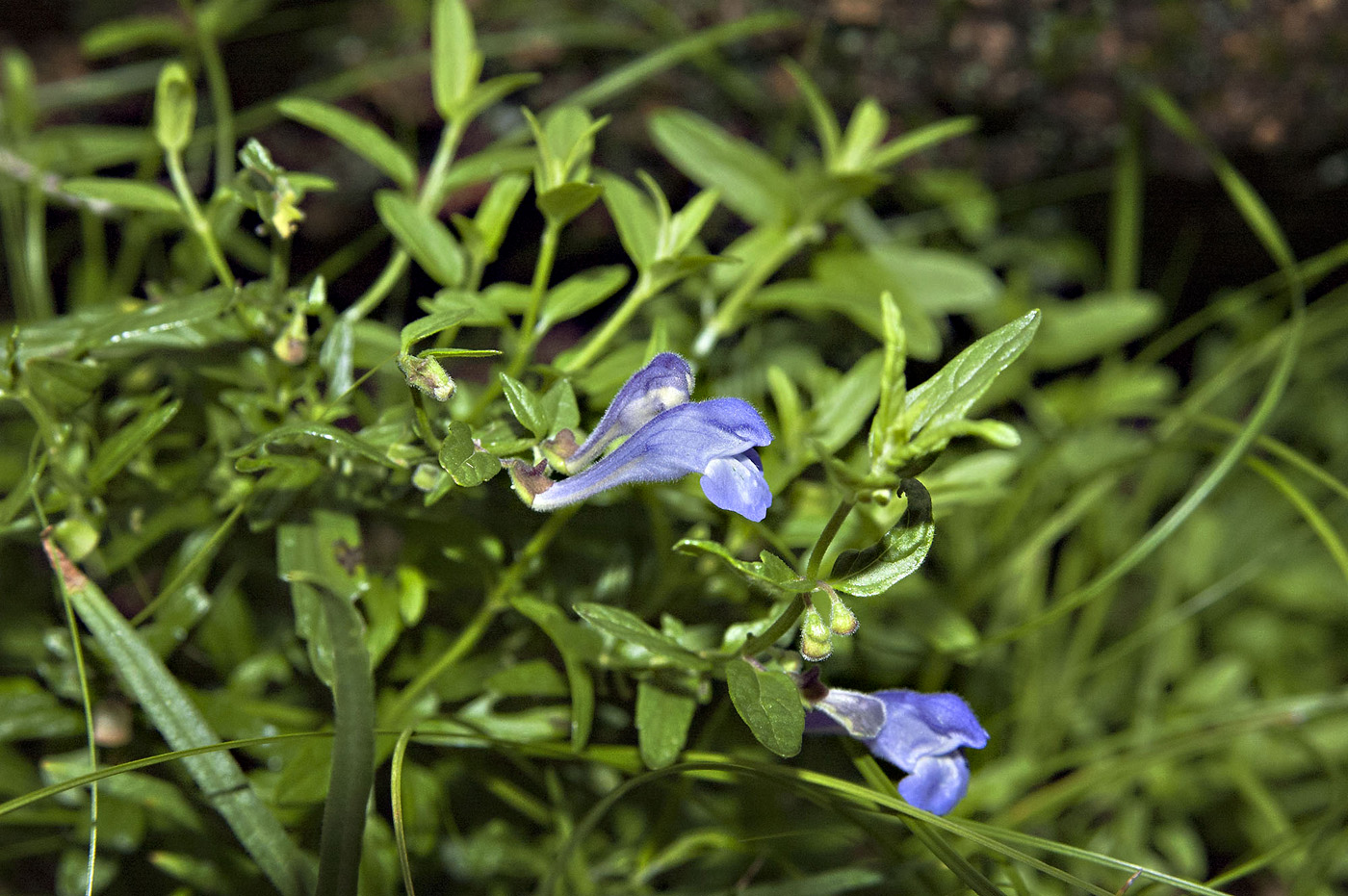 Image of Scutellaria scordiifolia specimen.