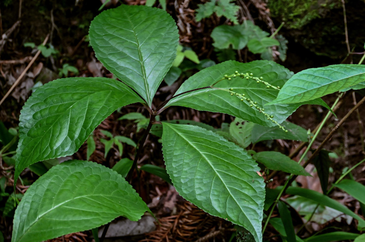 Изображение особи Chloranthus henryi.