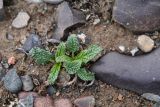 Phlomoides zenaidae. Проснувшееся после зимнего покоя растение. Казахстан, Алматинская обл., хр. Торайгыр, галечниковый склон. 16 марта 2023 г.