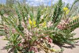 Astragalus rubtzovii