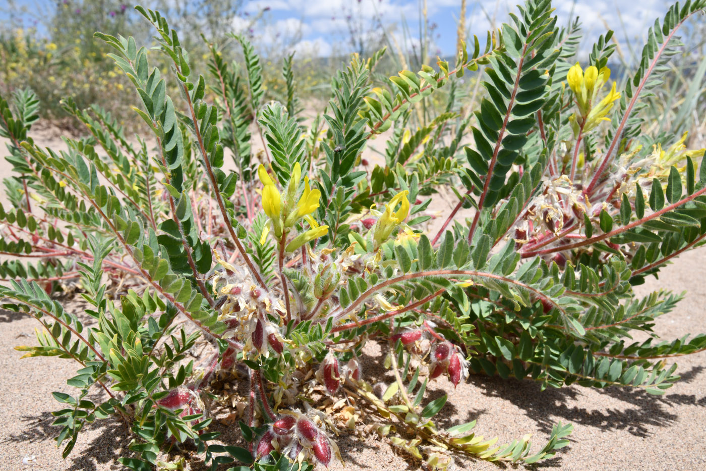 Image of Astragalus rubtzovii specimen.